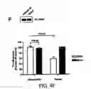 Fig. 07 - COMPOSITIONS AND METHODS FOR TREATING PATHOLOGIC ANGIOGENESIS AND VASCULAR PERMEABILITY