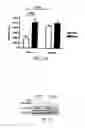 Fig. 08 - COMPOSITIONS AND METHODS FOR TREATING PATHOLOGIC ANGIOGENESIS AND VASCULAR PERMEABILITY