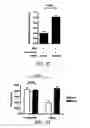 Fig. 09 - COMPOSITIONS AND METHODS FOR TREATING PATHOLOGIC ANGIOGENESIS AND VASCULAR PERMEABILITY