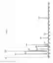 Fig. 08 - Fatty Acid Nutritional Supplement