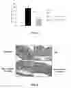 Fig. 06 - COMPOSITION CONTAINING NON-PSYCHOTROPIC CANNABINOIDS FOR THE TREATMENT OF INFLAMMATORY DISEASES
