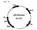Fig. 04 - Copolymer comprising 4-hydroxybutyrate unit and lactate unit and its manufacturing method