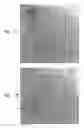 Fig. 08 - Forming and displaying a composite image