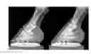 Fig. 01 - METHOD OF MEASURING QUALITY OF THE EQUINE DISTAL PHALLANGE FROM A LATERAL-MEDIAL RADIOGRAPH