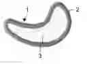 Fig. 01 - Patch With Hydrophilic Adhesive
