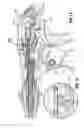 Fig. 47 - Endoscopic surgical clip applier