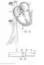 Fig. 08 - METHODS AND DEVICES FOR DELIVERING INJECTIONS