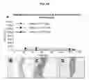 Fig. 04 - Tissue Engineered Human Pulmonary Valves with Cyclic Pressure Bioreactor Accelerated Seeding Strategies and Methods For Assessing Inflammatory Potential of Putative Scaffolds for Tissue Engineered Heart Valves