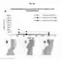 Fig. 06 - Tissue Engineered Human Pulmonary Valves with Cyclic Pressure Bioreactor Accelerated Seeding Strategies and Methods For Assessing Inflammatory Potential of Putative Scaffolds for Tissue Engineered Heart Valves