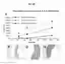 Fig. 07 - Tissue Engineered Human Pulmonary Valves with Cyclic Pressure Bioreactor Accelerated Seeding Strategies and Methods For Assessing Inflammatory Potential of Putative Scaffolds for Tissue Engineered Heart Valves