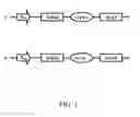 Fig. 02 - Isolated Polynucleotide Sequence with IRES Activity