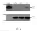 Fig. 06 - Isolated Polynucleotide Sequence with IRES Activity