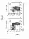 Fig. 08 - IL-21 RECEPTOR KNOCKOUT ANIMAL AND METHODS OF USE THEREOF