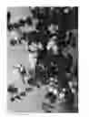 Fig. 02 - plant named ‘Sofie’