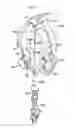 Fig. 02 - Safety device with fall arrest and descending modes