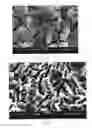 Fig. 02 - Acid corrosion solution for preparing polysilicon suede and the applied method of it