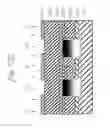 Fig. 71 - Semiconductor device having silicon-diffused metal wiring layer and its manufacturing method