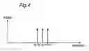Fig. 05 - Reference signal generator circuit with filter-less quadrature mixers for wide-band applications