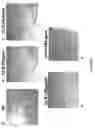 Fig. 07 - CLK-peptide and SLK-peptide