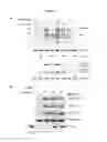 Fig. 06 - PHARMACEUTICAL COMPOSITION FOR PREVENTING AND TREATING RESTENOSIS COMPRISING PEROXIREDOXIN 2 PROTEIN AS AN ACTIVE INGREDIENT AND COMPOSITION FOR SCREENING THERAPEUTICS OF RESTENOSIS COMPRISING PEROXIREDOXIN 2 GENE OR ITS PROTEIN PRODUCT, AND METHOD FOR SCREENING TH