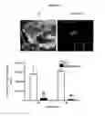 Fig. 06 - Compositions and methods for treating ocular diseases and conditions