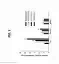 Fig. 06 - Monoclonal antibodies specific for oxidized calcium/calmodulin dependent protein kinase II
