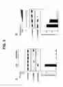 Fig. 09 - Monoclonal antibodies specific for oxidized calcium/calmodulin dependent protein kinase II