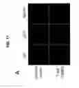 Fig. 22 - Monoclonal antibodies specific for oxidized calcium/calmodulin dependent protein kinase II