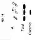 Fig. 28 - Monoclonal antibodies specific for oxidized calcium/calmodulin dependent protein kinase II