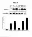 Fig. 30 - Monoclonal antibodies specific for oxidized calcium/calmodulin dependent protein kinase II