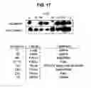 Fig. 32 - Monoclonal antibodies specific for oxidized calcium/calmodulin dependent protein kinase II