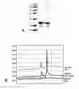 Fig. 01 - HYPOALLERGENIC PROTEINS