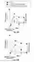 Fig. 33 - Herpes simplex virus mutant ICP0