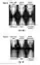 Fig. 37 - Herpes simplex virus mutant ICP0