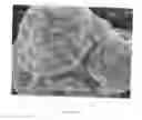 Fig. 08 - Highly compactable and durable direct compression excipients and excipient systems