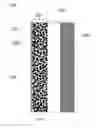 Fig. 01 - HIGH PERFORMANCE SULFUR-BASED DRY POLYMER ELECTRODES