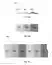 Fig. 07 - HIGH PERFORMANCE SULFUR-BASED DRY POLYMER ELECTRODES
