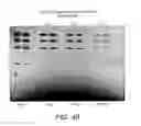 Fig. 06 - DETECTION OF IMMOBILIZED NUCLEIC ACID