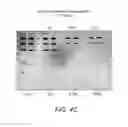 Fig. 07 - DETECTION OF IMMOBILIZED NUCLEIC ACID