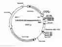 Fig. 01 - Method of screening substance useful in treating disease with the use of GPR40 and phospholipase