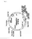 Fig. 04 - Method of screening substance useful in treating disease with the use of GPR40 and phospholipase