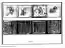 Fig. 03 - FUNGAL ISOLATES AND THEIR USE TO CONFER SALINITY AND DROUGHT TOLERANCE IN PLANTS