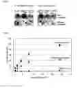 Fig. 05 - METHOD OF PRODUCING POLYSACCHARIDES FROM COFFEE BEANS OR/AND COFFEE EXTRACTION RESIDUE