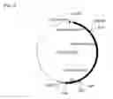 Fig. 04 - Method of producing lycopene using recombinant 