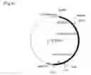Fig. 06 - Method of producing lycopene using recombinant 