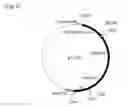 Fig. 07 - Method of producing lycopene using recombinant 