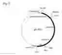 Fig. 08 - Method of producing lycopene using recombinant 