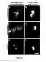 Fig. 08 - Monomeric and dimeric fluorescent protein variants and methods for making same