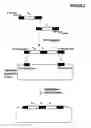 Fig. 06 - Method For Generating and Selecting Antibodies Against Target Protein
