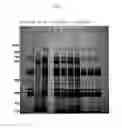 Fig. 03 - Method for purifying protein